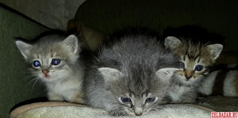 Отдам прелестных котят в добрые руки!  Осталось два чуда - котик и кошечка!